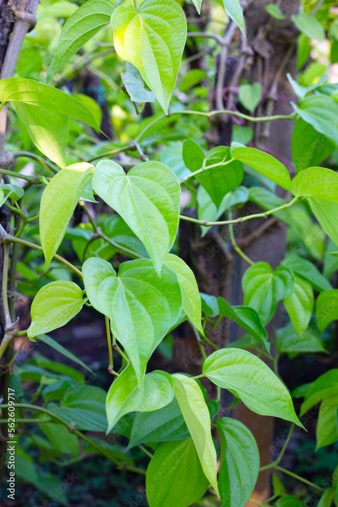 Green leaves of betel plant in the garden Green leaves of betel plant in the garden