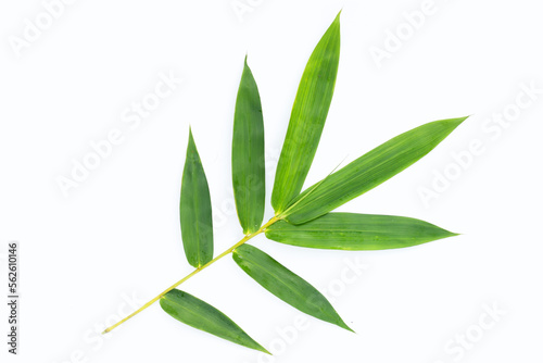 Bamboo leaf. Fresh green leaves on white background.