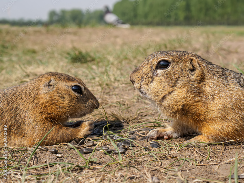 Gophers on the grassy lawn are eating sunflower seeds. Close-up Gophers on the grassy lawn are eating sunflower seeds. Close-up