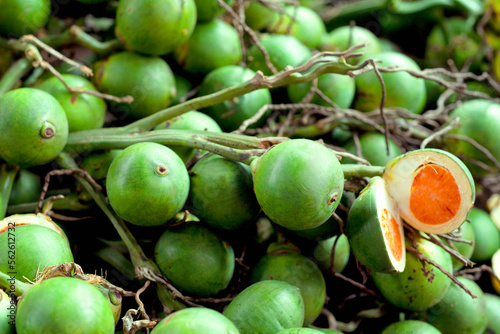 Fresh betel nut