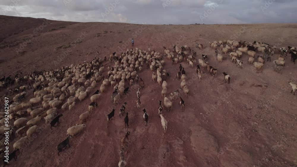 Aerial shot of a flock of sheep and goats going up the mountain and with the shepherd leading the cattle. During sunset. In the municipality of Galdar on the island of Gran Canaria. Aerial shot of a flock of sheep and goats going up the mountain and with the shepherd leading the cattle. During sunset. In the municipality of Galdar on the island of Gran Canaria.