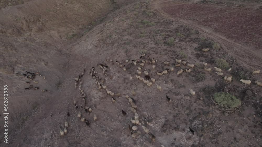 Fantastic aerial shot with a zenithal view on a flock of sheep and goats running and during the sunset. In the municipality of Galdar on the island of Gran Canaria,