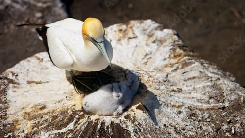 Close up of Ganet bird nest with young fledgling lying in large nest made of mud, Muriwai New Zealand. Mother nurtures and protects vulnerable chick. photo