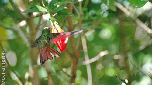 Rufous-tailed hummingbird (Amazilia Tzatcl) in flight, feeding from an abutilon flower, in the Intag Valley, outside of Apuela, Ecuador photo