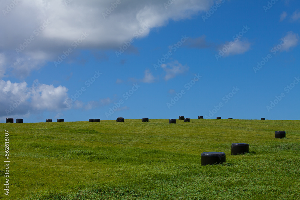 Scenery of the early autumn ranch with pasture rolls lined up