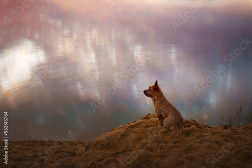 Dog on the sandy beach at dawn. Australian Terrier in nature. Beautiful pet in nature