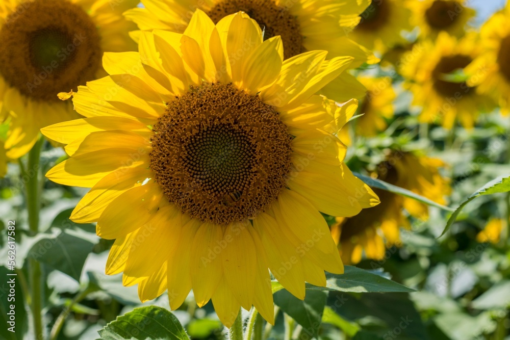 Fototapeta premium sunflower field in the summer
