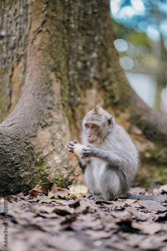 monkey eating vegetable in the forest © cassiokendi