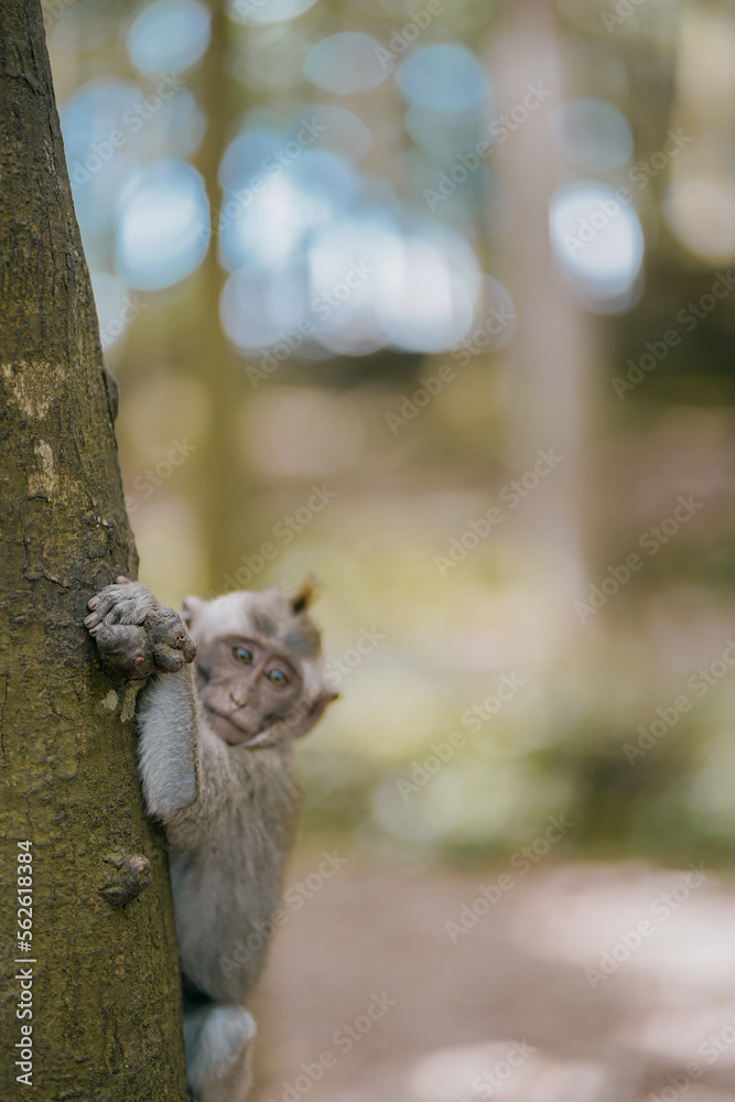 Obraz premium cute baby monkey in the tree