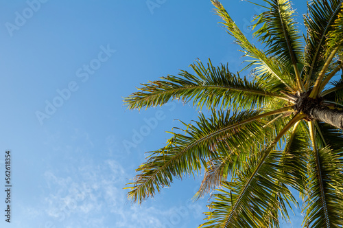 Hawaiian Palm Tree in Morning Sunlight.
