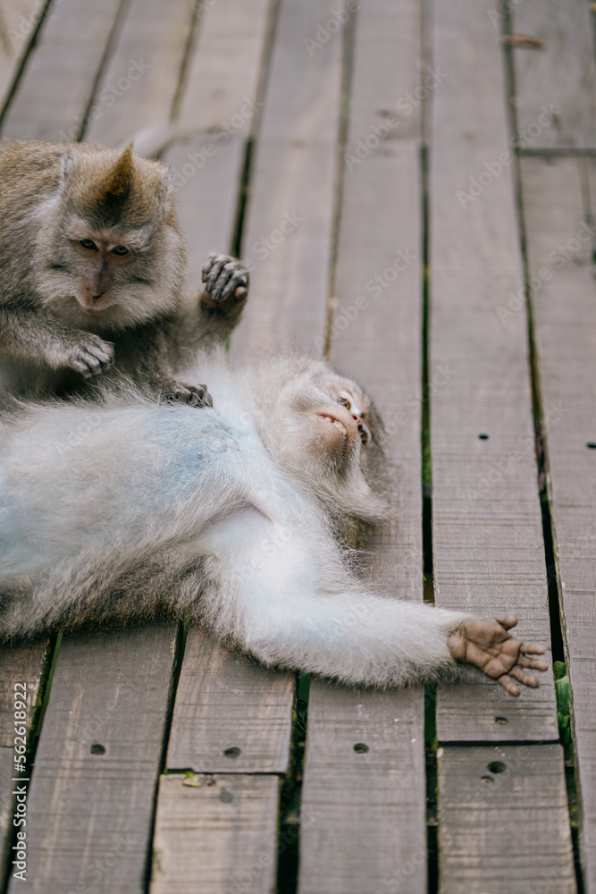 two funny monkeys removing lince in the forest