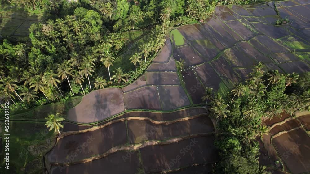 Flock of white herons fly over plowed, tilled and flooded rice fields, aerial shot of Bali countryside. Palm trees seen around hill with terraced plantations with irregular shape on flat top
