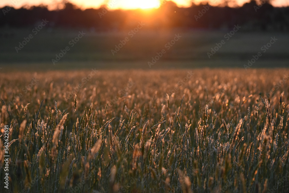 grass crop sunset