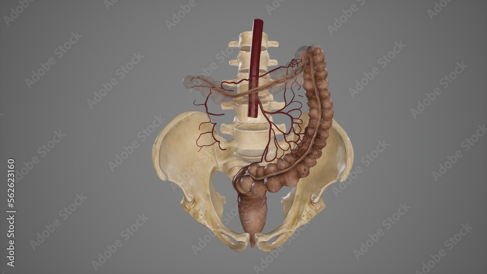 Medical Illustration of Inferior Mesenteric Artery and its branches.3d ...