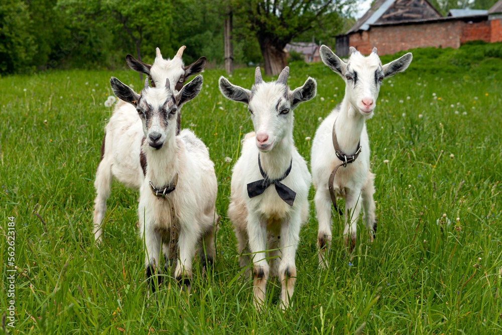 Goats on family farm. Herd of goats playing. Goat with her cubs on the farm. Family of a mother and her children