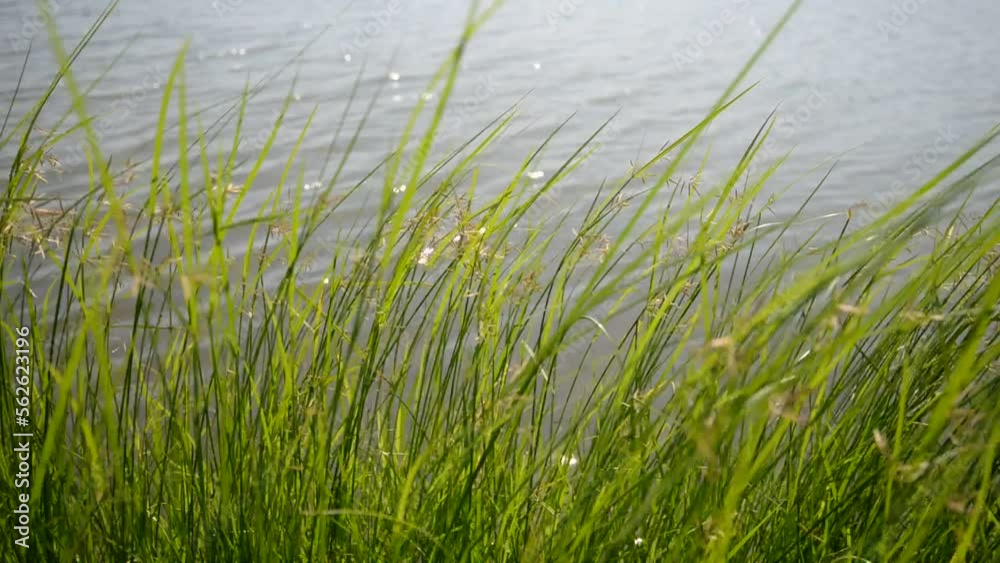 green grass in the swaying wind green grass in the swaying wind
