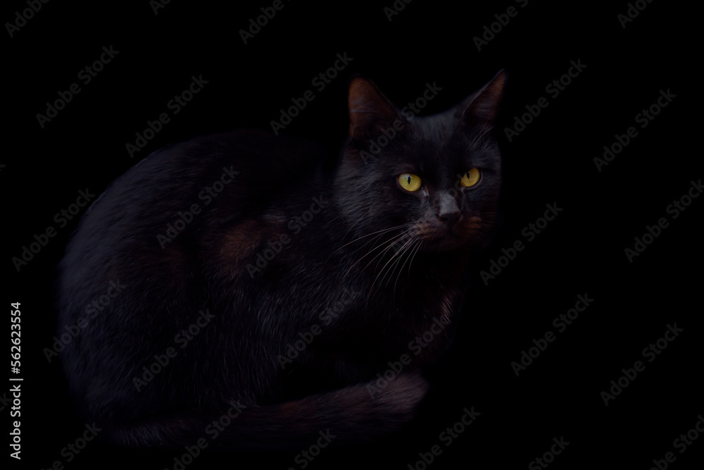 Black cat on a black background. Close-up.