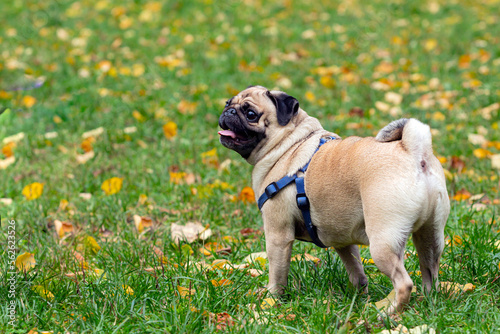 Little smiling pug on the grass in a summer park. Close-up.