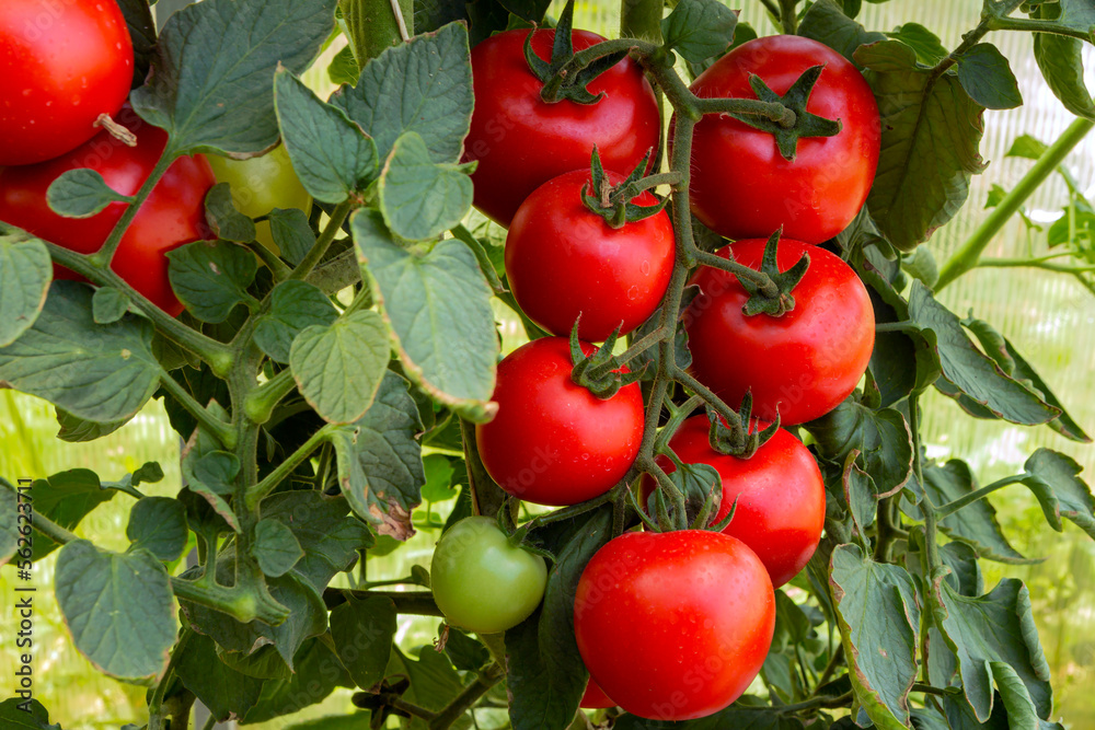 Ripe tomatoes grow in a greenhouse. A fresh bunch of red natural tomatoes on a branch in an organic vegetable garden. Organic farming, healthy food, BIO products,
