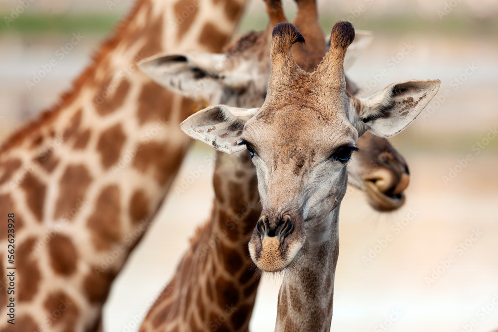 Obraz premium Rothschild giraffe, Giraffa camelopardalis rothschildi, against blue sky background. This subspecies of Northern giraffe is endangered in the wild.