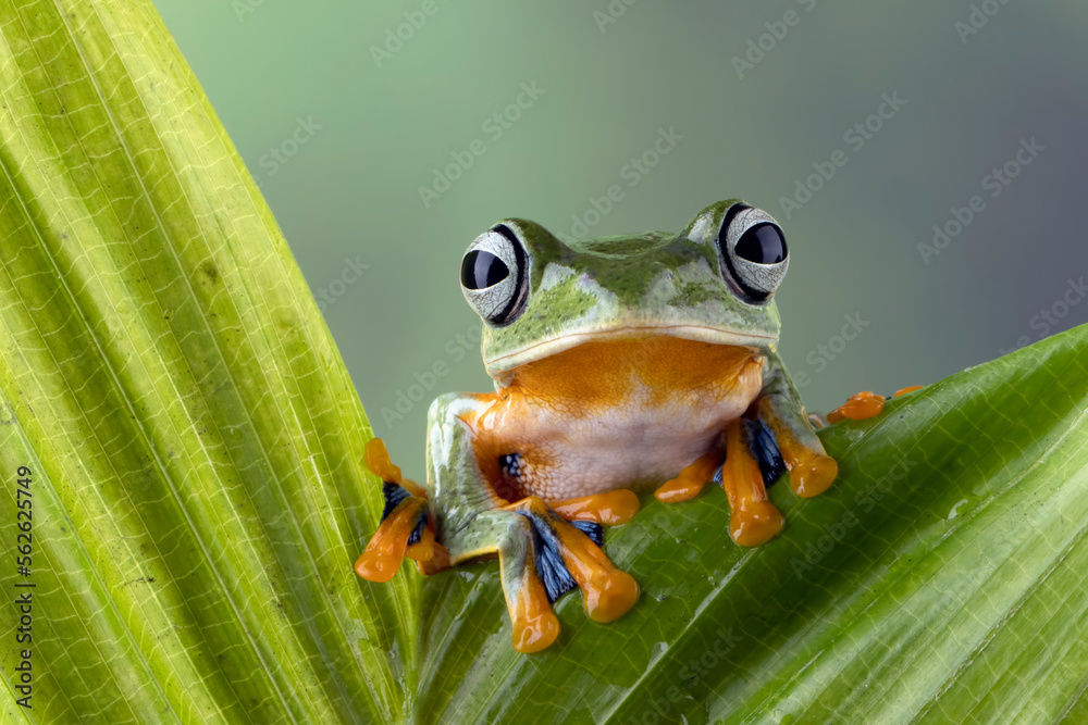 Obraz premium Tree frog on leaf with isolated background, Gliding frog (Rhacophorus reinwardtii) sitting on leaves