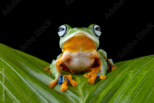 Tree frog on leaf with isolated background, Gliding frog (Rhacophorus reinwardtii) sitting on leaves