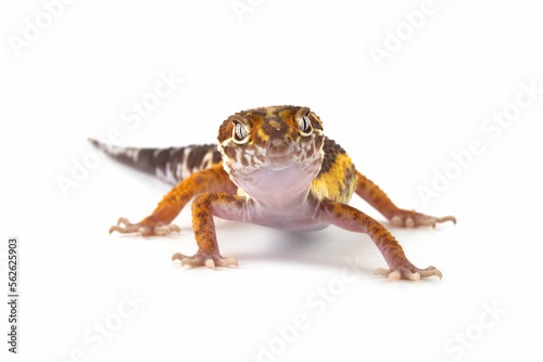 Snow tremper lemon frost gecko closeup on white background, Eublepharis macularius leopard gecko on isolated background