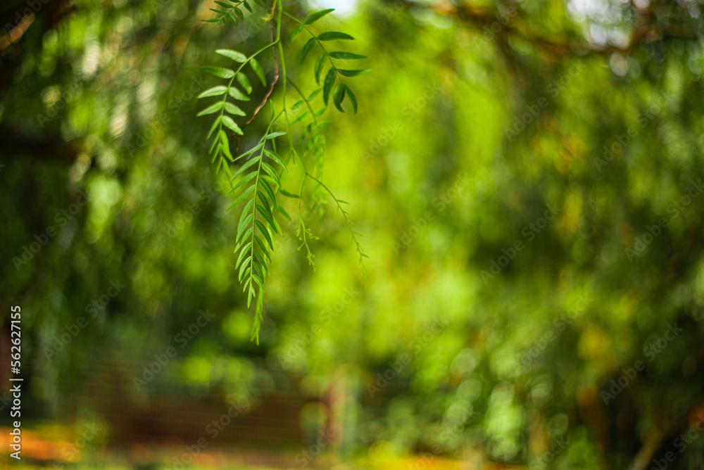 Schinus_Molle, tree, plant, nature, branch, leaf, forest, leaves, grass, spring, summer, fir, season, flora, closeup, garden, growth, green, evergreen, field, needle, environment, natural,