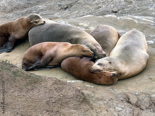 Group of sea lions basking along the shores at La Jolla Cove San Diego