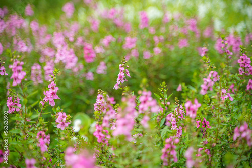 アンゲロニア　サリカリーフォリア