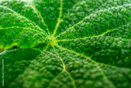 アルケミラモリスの葉模様