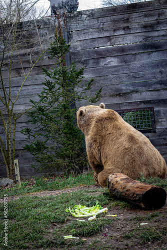 L'ours brun au zoo en france