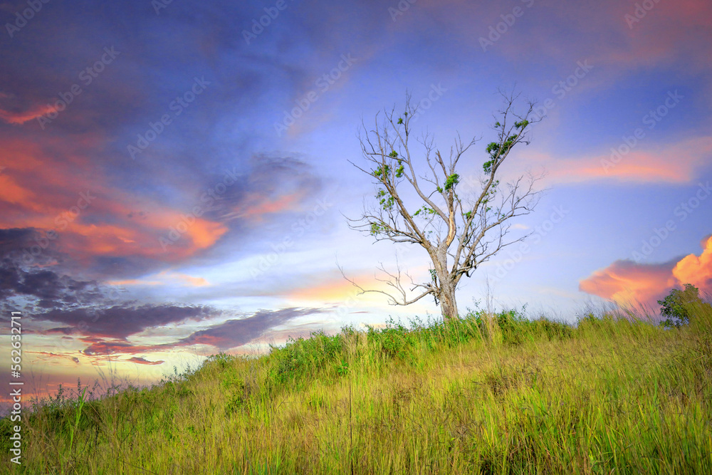 Fototapeta premium sunset over the field