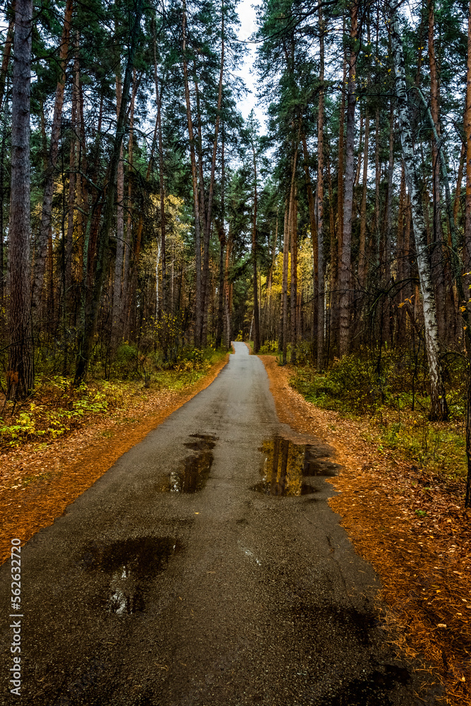 Walking through the autumn forest on a quiet day. Walking through the autumn forest on a quiet day.