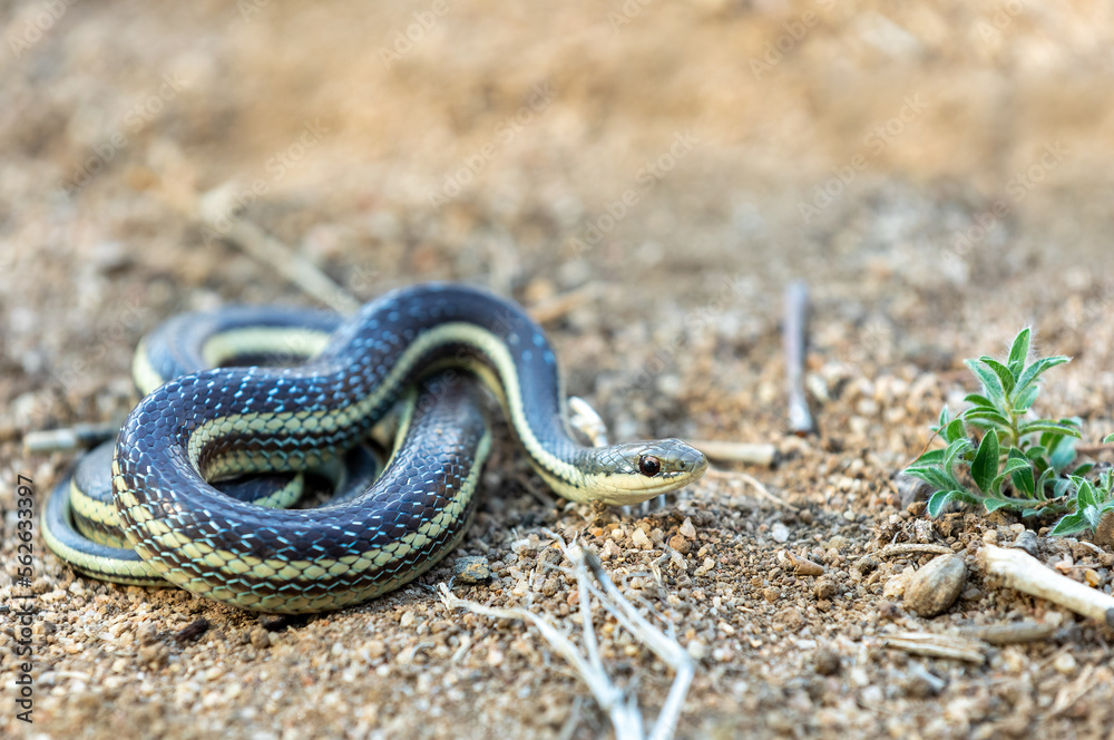 Thamnosophis lateralis, commonly known as the lateral water snake, is a endemic species of snake in the family Pseudoxyrhophiidae, Anja Comunity reserve, Madagascar wildlife animal Thamnosophis lateralis, commonly known as the lateral water snake, is a endemic species of snake in the family Pseudoxyrhophiidae, Anja Comunity reserve, Madagascar wildlife animal