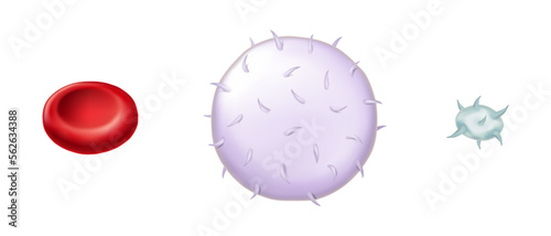 Blood cells vector. White blood cells, Red blood cells and Platelets. Erythrocyte, Thrombocyte and Leukocyte.