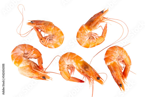 shrimp background texture isolated meal food fish