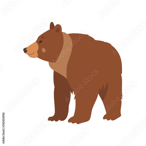 Cute brown bear looking away flat vector illustration. Drawing of wild grizzly bear cartoon character standing isolated on white background. Wildlife  nature concept
