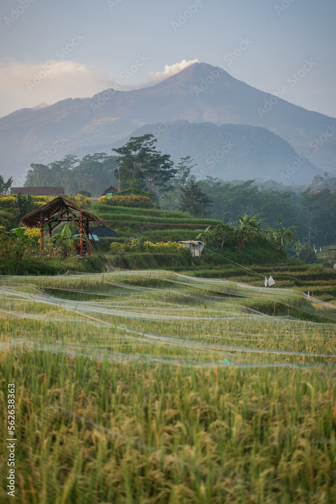 This is a paddy field with huts on the edge. This rice field is located on the edge of the mountain