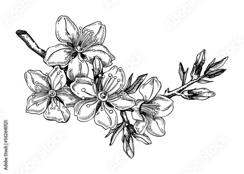 Almond blossom sketch in engraved style. Flowering branch with flowers and leaves. Black contoured floral drawing. Botanical vector illustration of spring nut tree isolated on white background