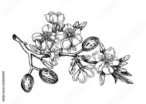 Almond blossom sketch in engraved style. Flowering branch with flowers and leaves. Black contoured floral drawing. Botanical vector illustration of spring nut tree isolated on white background