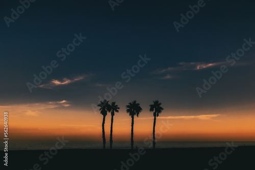  seaside landscape peace and quiet sunset and four palm trees on the beach