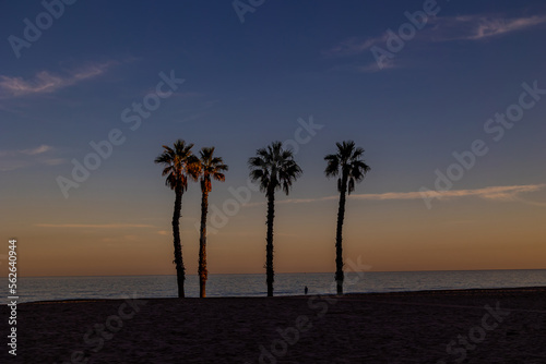 Fototapeta Naklejka Na Ścianę i Meble -   seaside landscape peace and quiet sunset and four palm trees on the beach