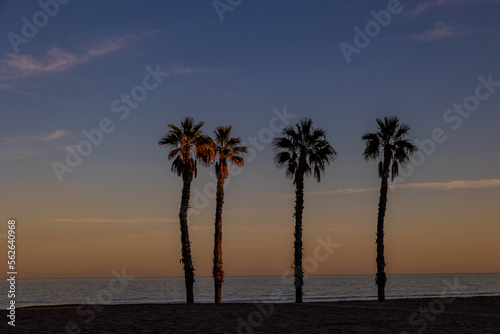  seaside landscape peace and quiet sunset and four palm trees on the beach