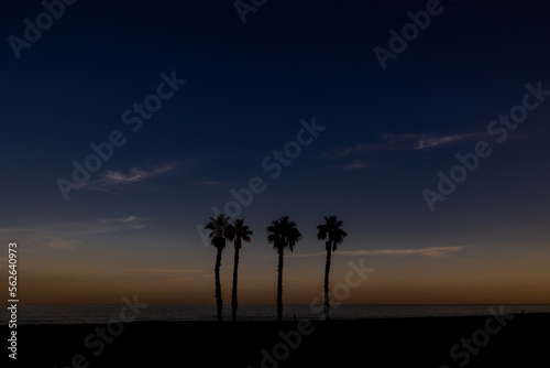  seaside landscape peace and quiet sunset and four palm trees on the beach