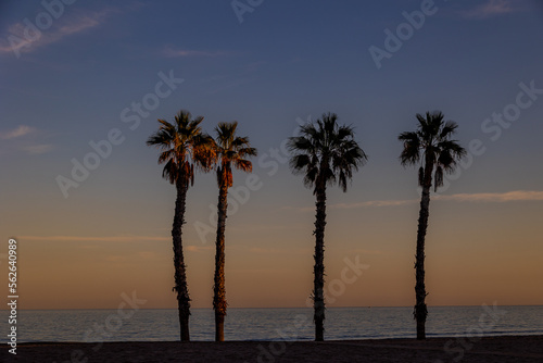  seaside landscape peace and quiet sunset and four palm trees on the beach