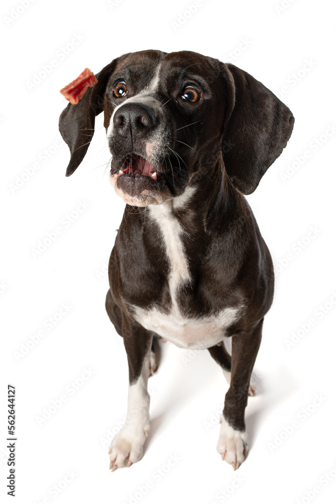 Dark brown cross breed dog catches a treat isolated on white background