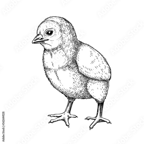 Hand drawn chicken sketch. Cute black contoured chick drawings. Little lovely feathered baby bird in engraved style. Vector illustration isolated on white background