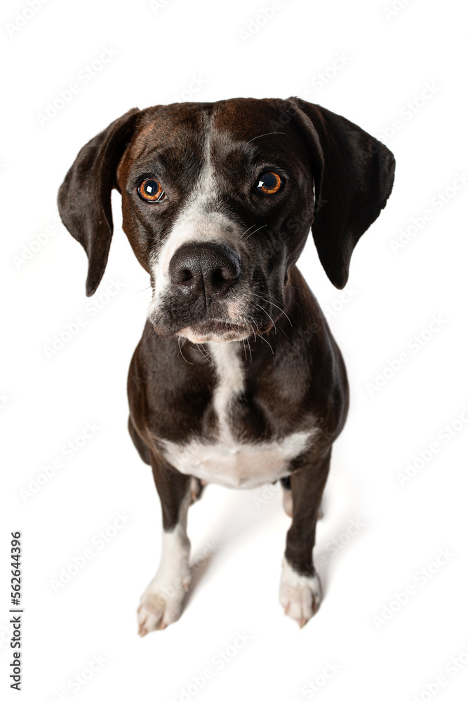 Dark brown cross breed dog sitting isolated on white