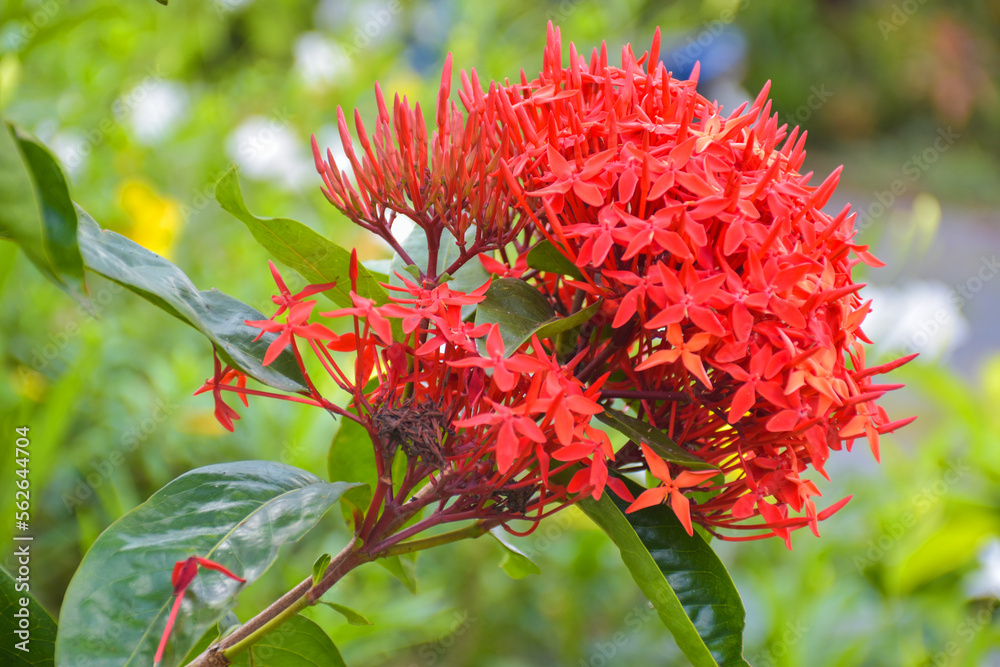 red needle blooming petal beauty nature in garden red needle blooming petal beauty nature in garden